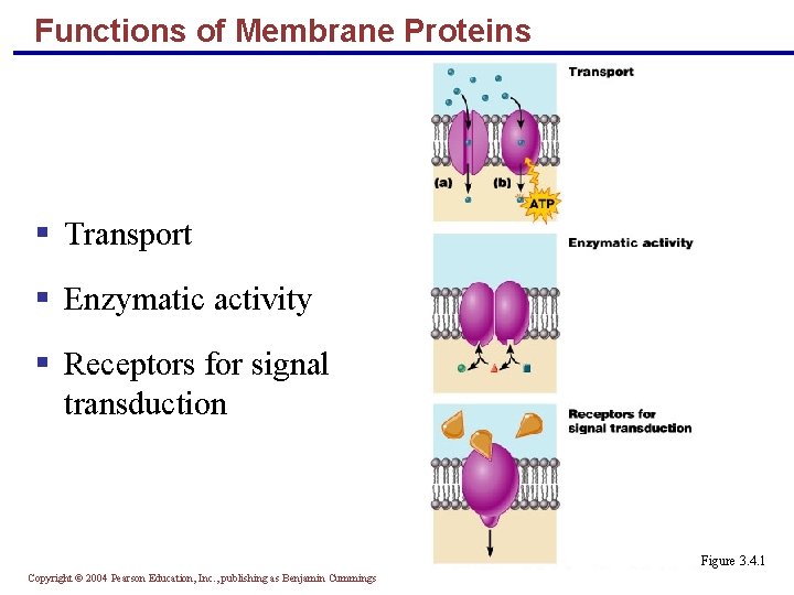 Functions of Membrane Proteins § Transport § Enzymatic activity § Receptors for signal transduction