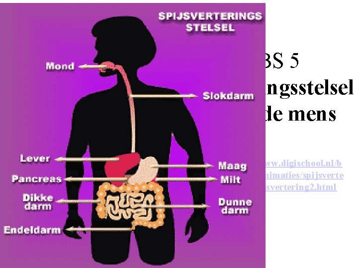 BS 5 verteringsstelsel van de mens http: //www. digischool. nl/b ioplek/animaties/spijsverte ring/spijsvertering 2. html