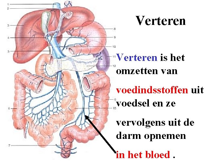 Verteren is het omzetten van voedindsstoffen uit voedsel en ze vervolgens uit de darm