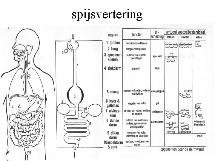 spijsvertering 