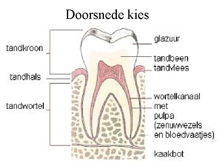Doorsnede kies 