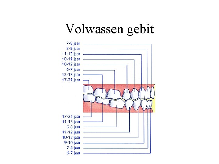 Volwassen gebit 