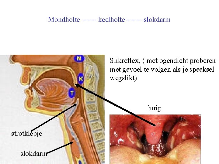 Mondholte ------ keelholte -------slokdarm Slikreflex, ( met ogendicht proberen met gevoel te volgen als