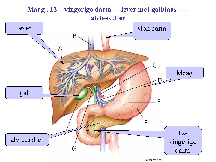 Maag , 12 ---vingerige darm----lever met galblaas----alvleesklier lever slok darm Maag gal alvleesklier 12