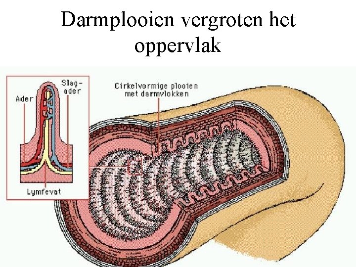 Darmplooien vergroten het oppervlak 