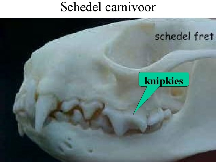 Schedel carnivoor knipkies 