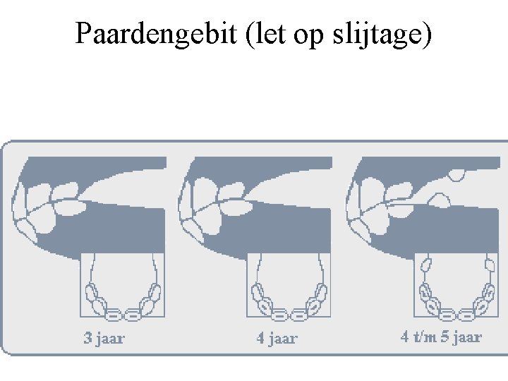 Paardengebit (let op slijtage) 
