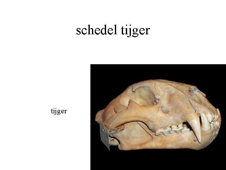 schedel tijger 