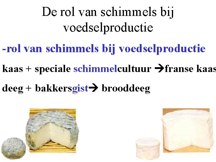 De rol van schimmels bij voedselproductie -rol van schimmels bij voedselproductie kaas + speciale