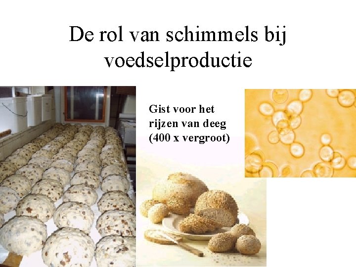 De rol van schimmels bij voedselproductie Gist voor het rijzen van deeg (400 x