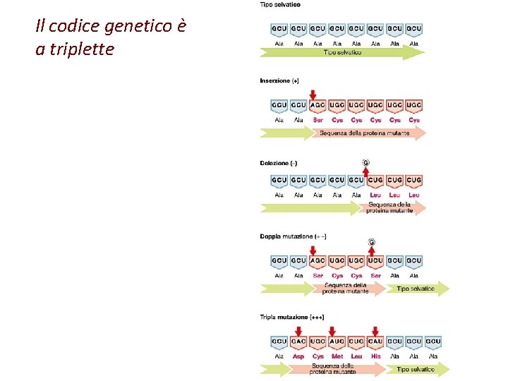 Il codice genetico è a triplette 