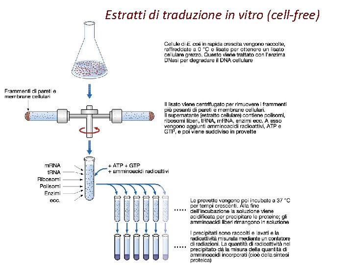 Estratti di traduzione in vitro (cell-free) 
