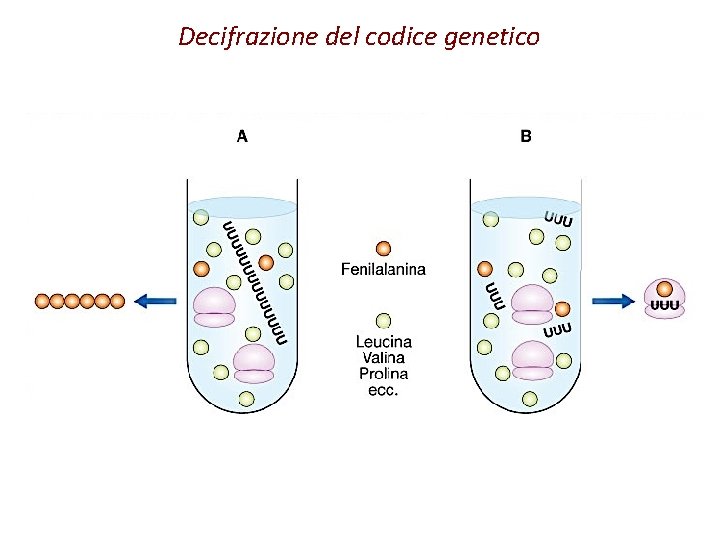Decifrazione del codice genetico 