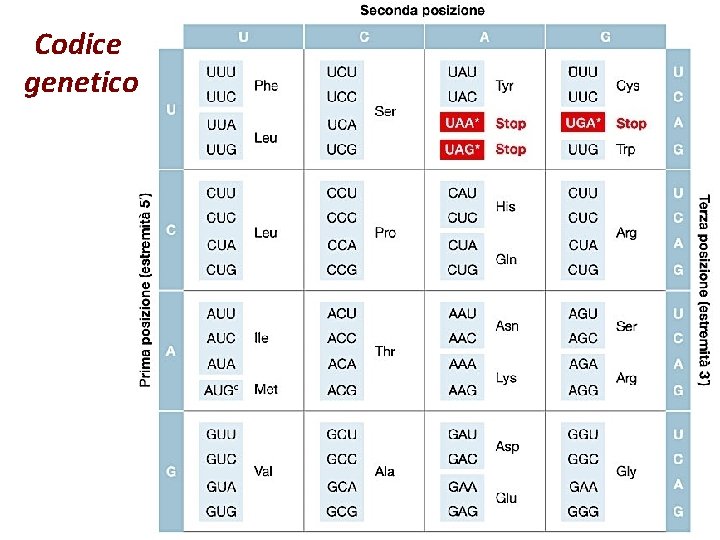 Codice genetico 