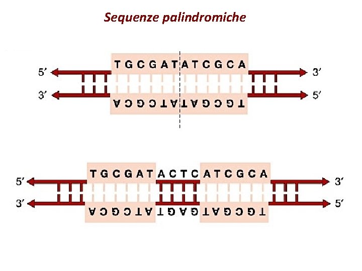 Sequenze palindromiche 