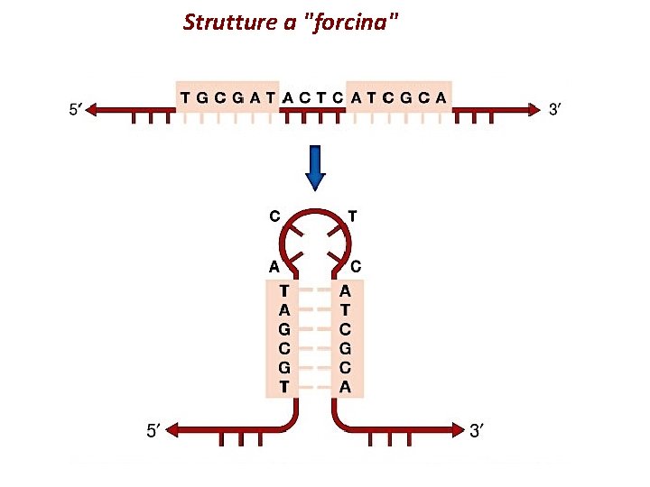 Strutture a "forcina" 