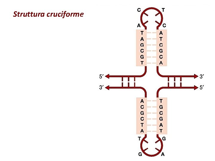 Struttura cruciforme 