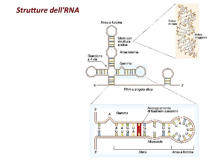 Strutture dell'RNA 
