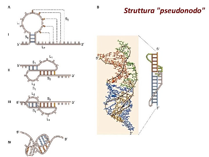 Struttura "pseudonodo" 