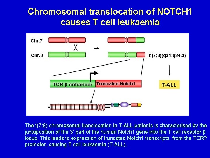 Chromosomal translocation of NOTCH 1 causes T cell leukaemia The t(7: 9) chromosomal translocation