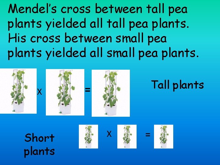 Mendel’s cross between tall pea plants yielded all tall pea plants. His cross between