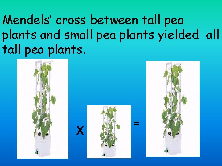 Mendels’ cross between tall pea plants and small pea plants yielded all tall pea