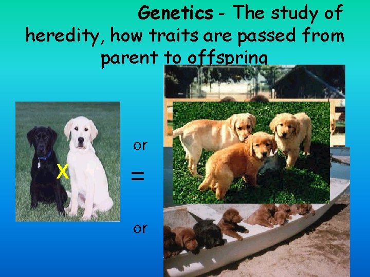 Genetics - The study of heredity, how traits are passed from parent to offspring