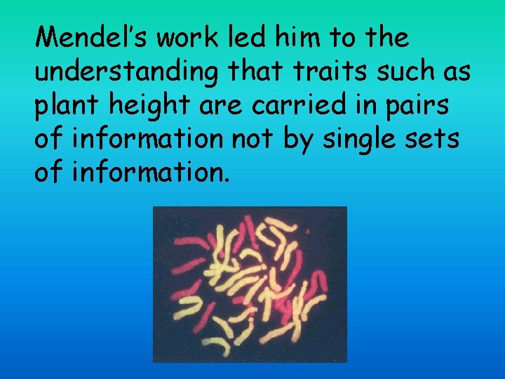 Mendel’s work led him to the understanding that traits such as plant height are
