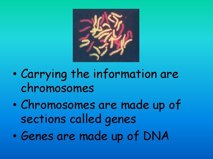  • Carrying the information are chromosomes • Chromosomes are made up of sections