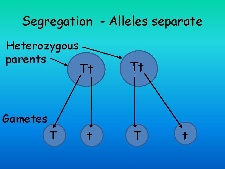 Segregation - Alleles separate Heterozygous parents Tt Tt t T Gametes T t 