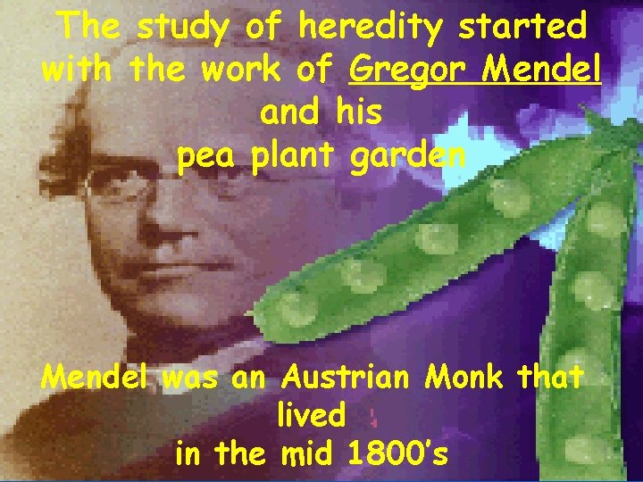 The study of heredity started with the work of Gregor Mendel and his pea