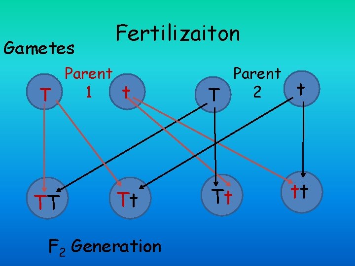 Gametes Fertilizaiton Parent 1 t T TT Tt F 2 Generation Parent t 2