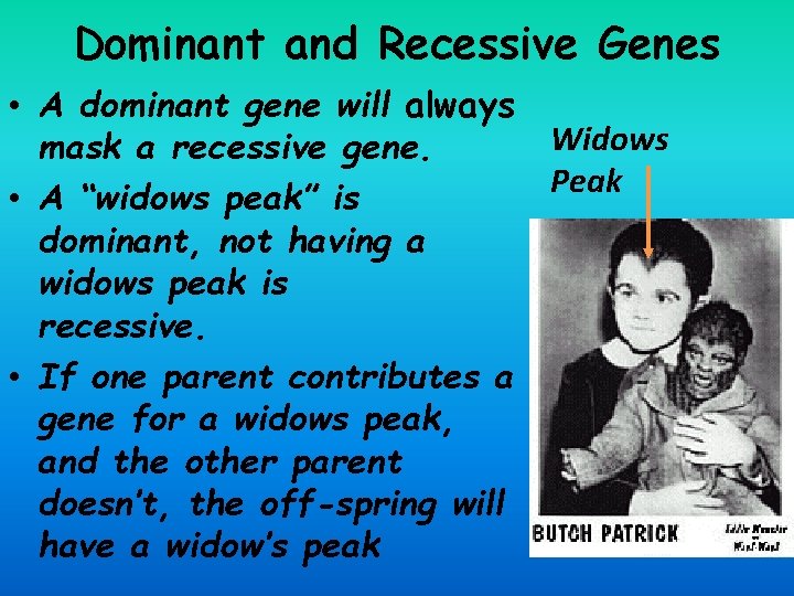 Dominant and Recessive Genes • A dominant gene will always mask a recessive gene.