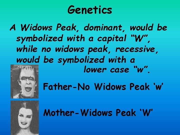 Genetics A Widows Peak, dominant, would be symbolized with a capital “W”, while no