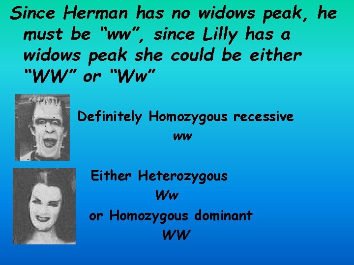 Since Herman has no widows peak, he must be “ww”, since Lilly has a
