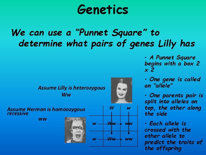 Genetics We can use a “Punnet Square” to determine what pairs of genes Lilly