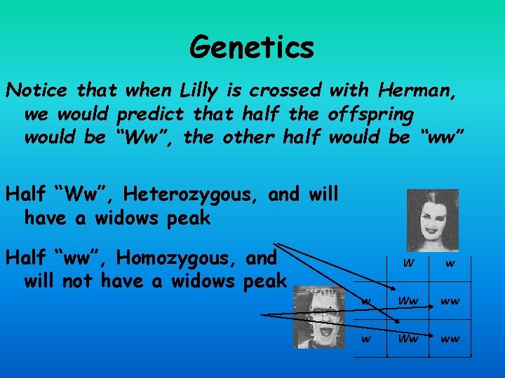 Genetics Notice that when Lilly is crossed with Herman, we would predict that half
