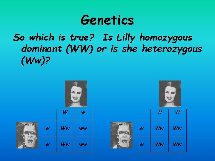 Genetics So which is true? Is Lilly homozygous dominant (WW) or is she heterozygous