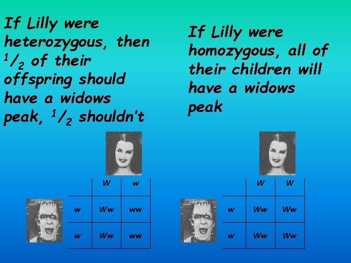 If Lilly were heterozygous, then 1/ of their 2 offspring should have a widows