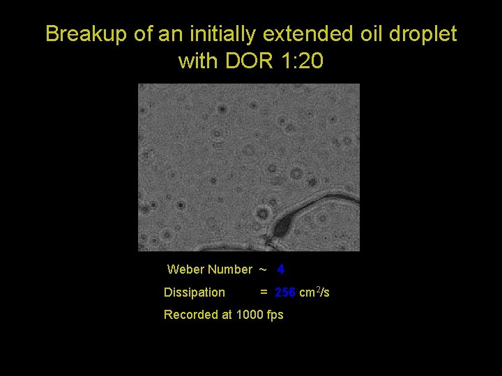 Breakup of an initially extended oil droplet with DOR 1: 20 Weber Number ~