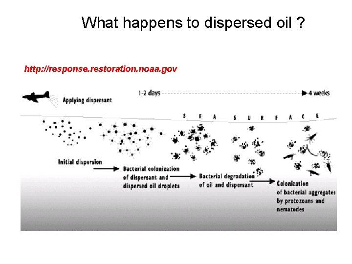 What happens to dispersed oil ? http: //response. restoration. noaa. gov 