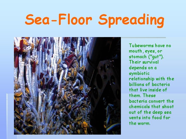 Sea-Floor Spreading Tubeworms have no mouth, eyes, or stomach ("gut"). Their survival depends on