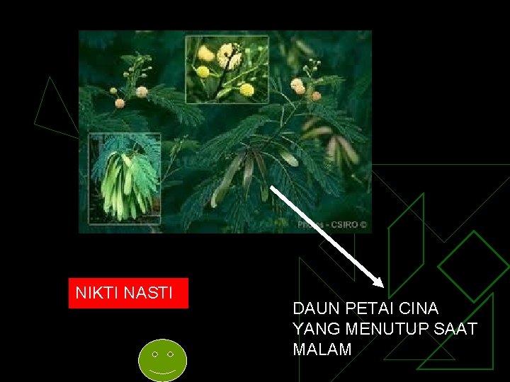 NIKTI NASTI DAUN PETAI CINA YANG MENUTUP SAAT MALAM 