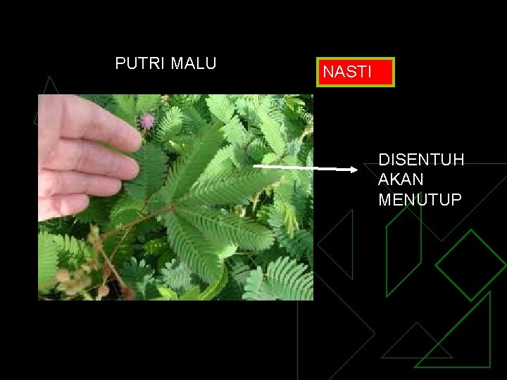 PUTRI MALU NASTI DISENTUH AKAN MENUTUP 