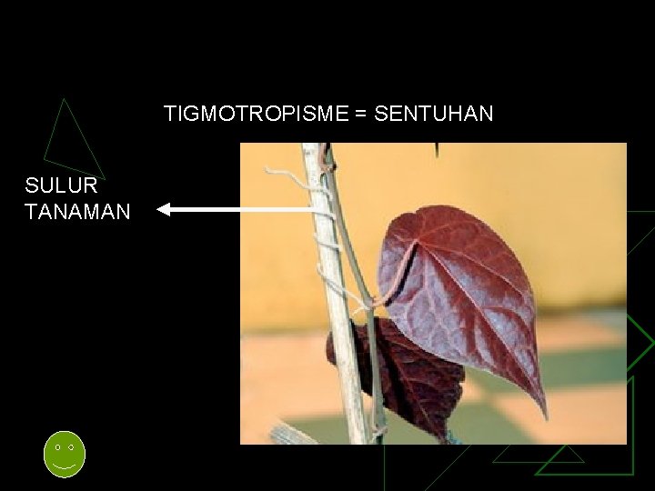 TIGMOTROPISME = SENTUHAN SULUR TANAMAN 