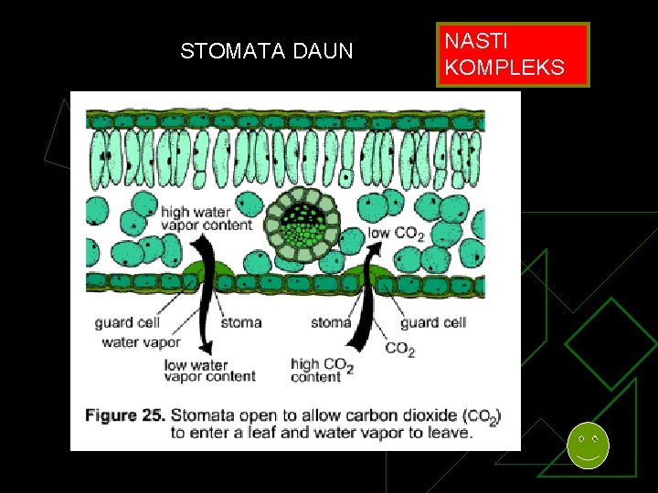 STOMATA DAUN NASTI KOMPLEKS 