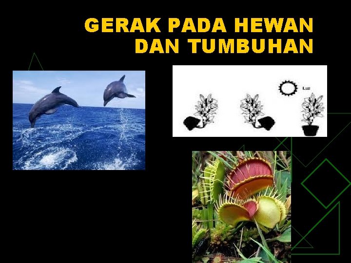 GERAK PADA HEWAN DAN TUMBUHAN 