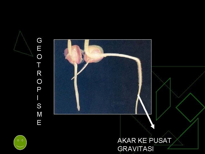 G E O T R O P I S M E AKAR KE PUSAT