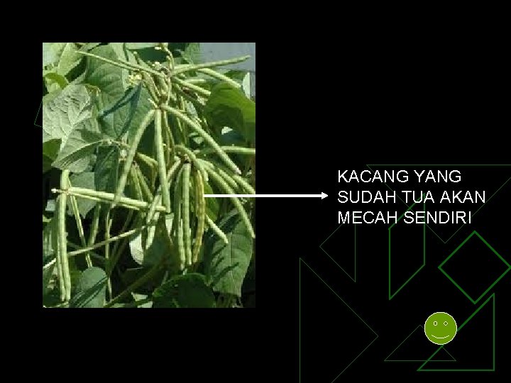 KACANG YANG SUDAH TUA AKAN MECAH SENDIRI 