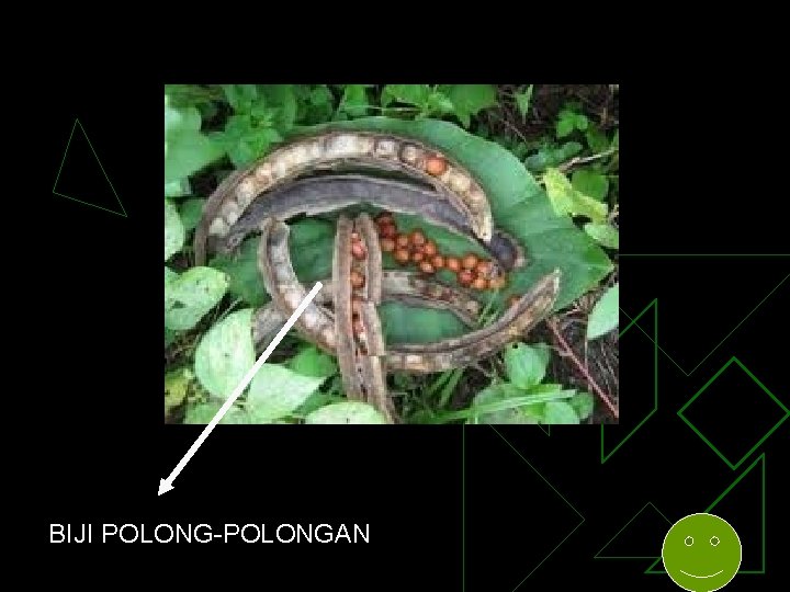 BIJI POLONG-POLONGAN 